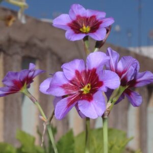 Leucocoryne  ANDES