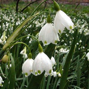 Leucojum aestivum