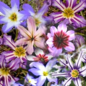 Leucocoryne  Mix
