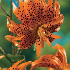 Flora Pleno Double Tiger Lily