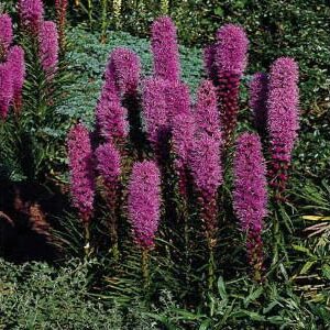 LIATRIS SPICATA PURPLE