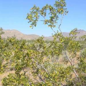Creosote Bush