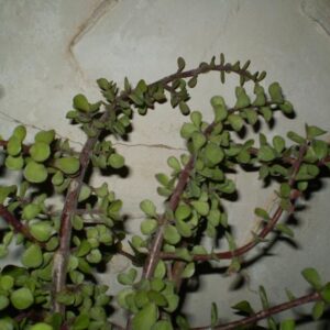 Elephant Food (mini Jade Plant)