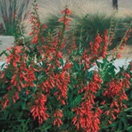 Firecracker Penstemon "eatoni"