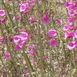 Parry's Penstemon