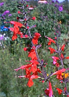 Red Autumn Sage