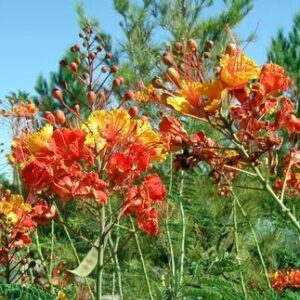 Red Bird of Paradise