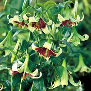 Lilium Nepalense Species Lilly
