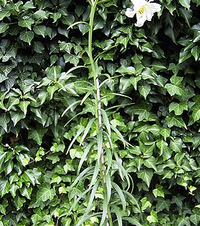 Lilium PHILIPPINENSE Species Lilly