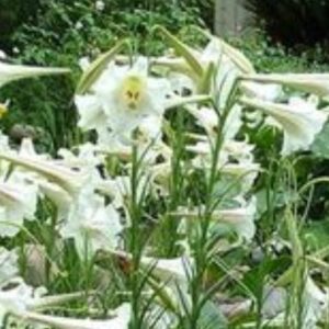 Lilium Wallichianum