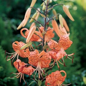 Tigrinum Spendens Tiger Lily