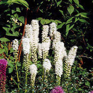 LIATRIS SPICATA WHITE