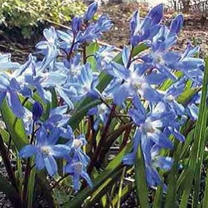 Chionodoxa Luciliea "Glory of the Snow"