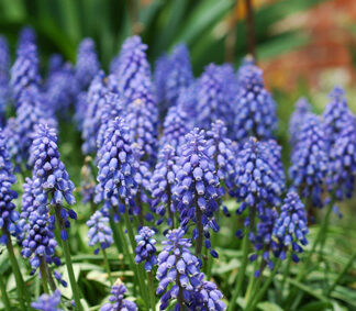 25 Muscari Armeniacum~Grape Hyacinth