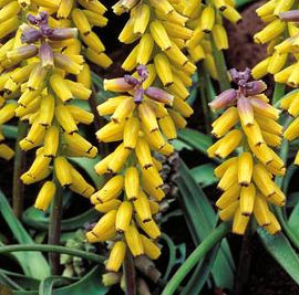 Muscari Golden Fragrance