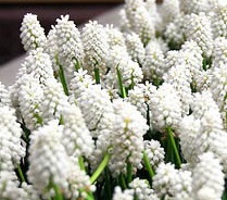 Muscari WHITE BEAUTY