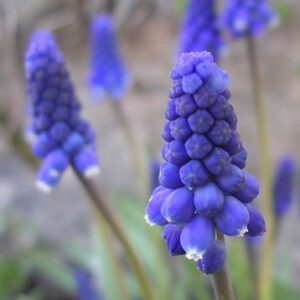 Muscari JOYCE SPIRIT