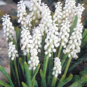 Muscari Botryoides Album