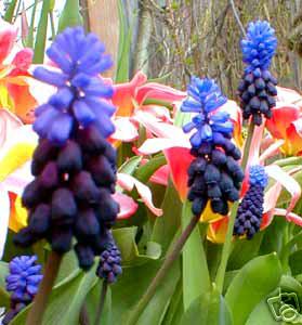 Muscari Latifolium~Bicolor Grape Hyacinth