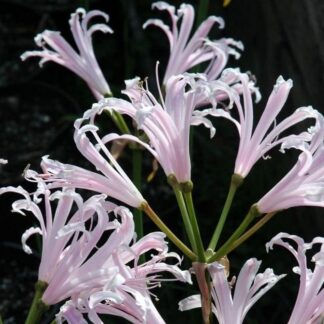 NERINE LIGHT PINK MIX