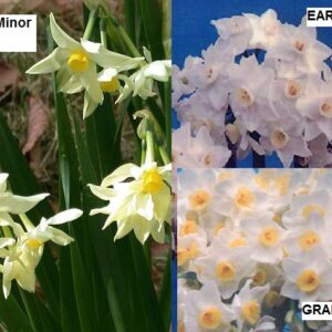 Narcissus, Hierloom Paperwhite Mix