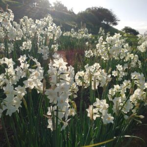 Welch's Paperwhite Mix