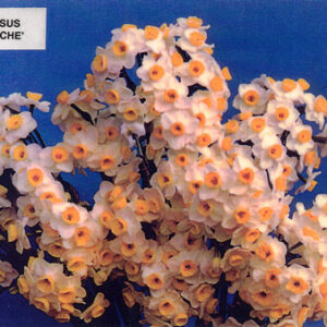 Narcissus Avalanche