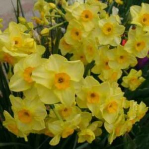 Narcissus Golden Dawn 9+ cm cir
