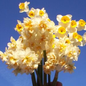 Narcissus Double Chinese Sacred Lilies