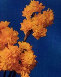 Narcissus GOLDEN RAIN
