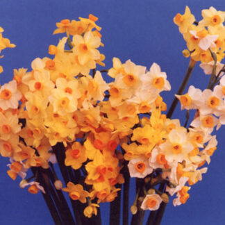 Narcissus Bill's Mystery Mix