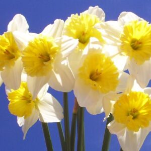 Daffodil/Narcissus Ice Follies