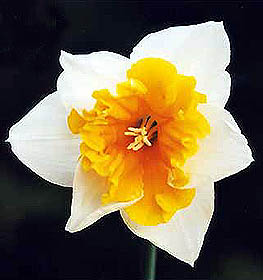 Daffodil/Narcissus Orangery