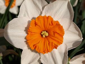 Daffodil/Narcissus PROFESSOR EINSTEIN