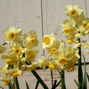 Narcissus Hybrid 27