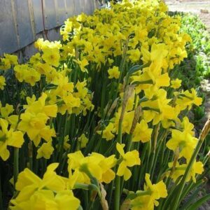 Daffodil/Narcissus Jonquil QUAIL