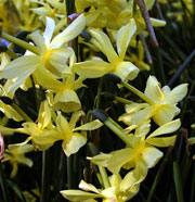 Daffodil/Narcissus Species HAWERA