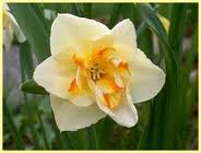 Daffodil/Narcissus MARIE JOSE