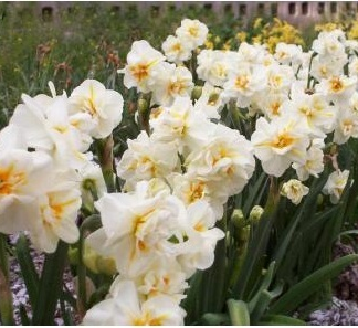 Daffodil/Narcissus SIR WINSTON CHURCHILL