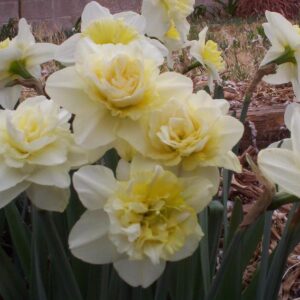 Daffodil/Narcissus ICE KING