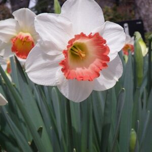 Daffodil/Narcissus PINK CHARM 12-14