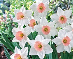 Daffodil/Narcissus PINK RIBBON 14-16 cm