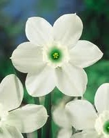 Daffodil/Narcissus Misty Glen