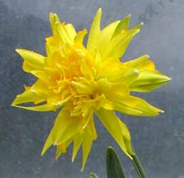 Daffodil/Narcissus Rip Van Winkle