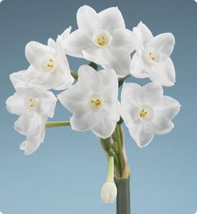 Narcissus INBAL (Improved Paperwhite)