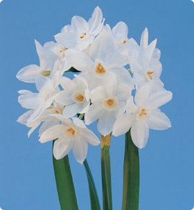Narcissus GALILEE (Improved Paperwhite)