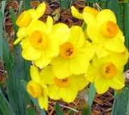 Narcissus Grand Soleil D'or