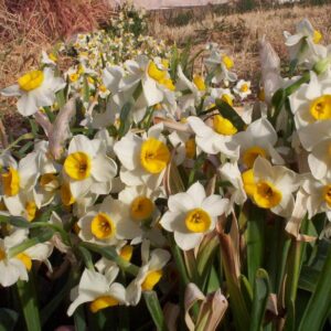 Narcissus Chinese Sacred Lilies