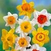 Giant Daffodil Mix