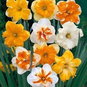 Daffodil/Narcissus Butterfly Mix 14/16 cm